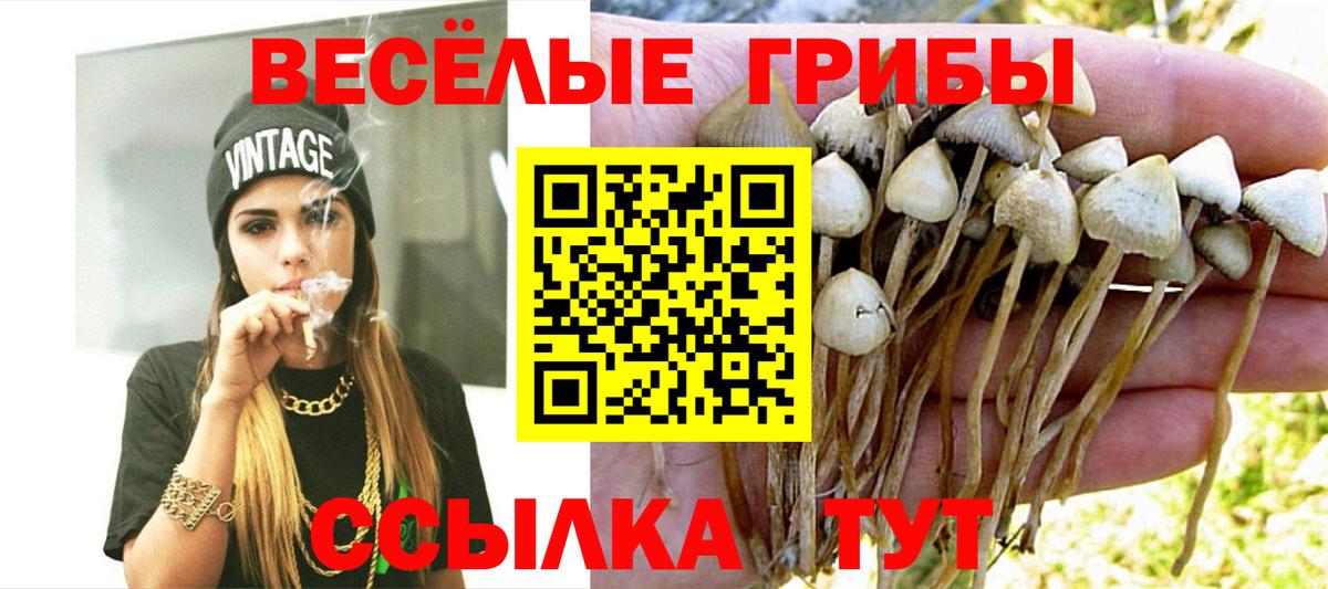 Боровичи  Галлюциногенные грибы MAGIC MUSHROOMS  Вход с VPN  Галлюциногенные грибы Cubensis 